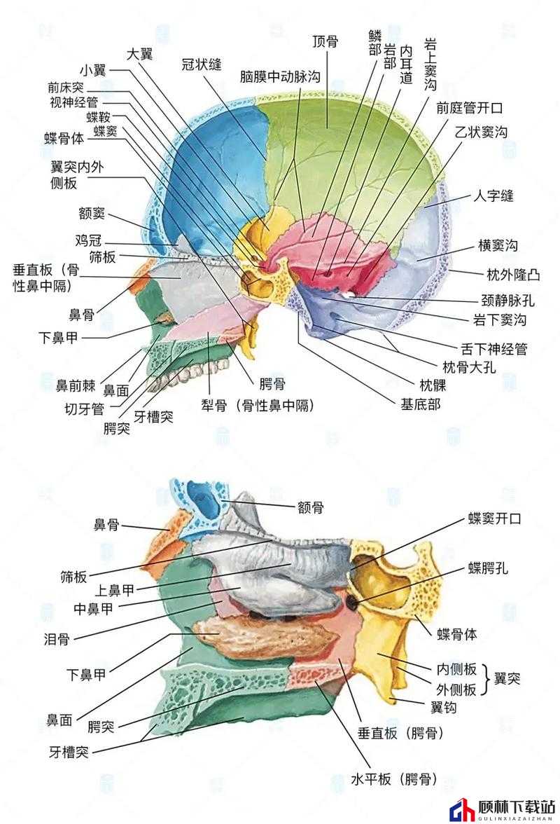 我来探索头部构造乐趣：揭秘我来组成头部的创意世界之旅